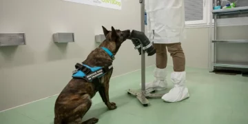 «Arriva il cane da Covid»: l’ennesima follia della pandemia