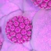 Tumore del cavo orale: in aumento i casi legati al Papilloma virus