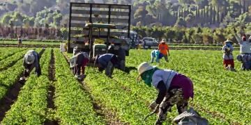 La piaga del caporalato nelle campagne italiane: oltre 230 mila lavoratori sfruttati
